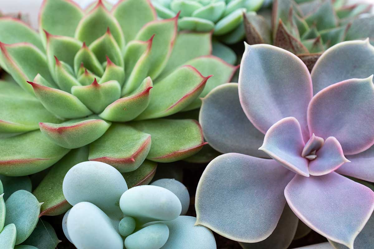 piante grasse succulente