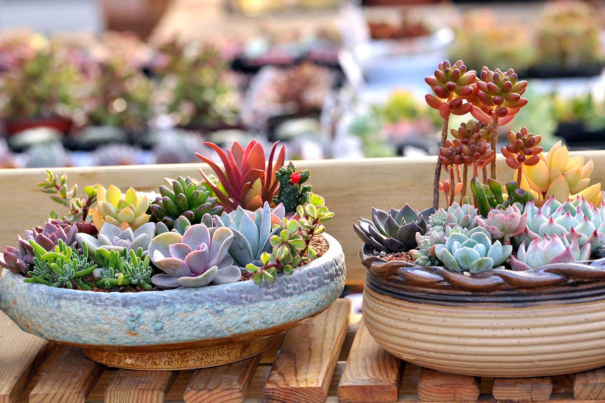 succulente sale