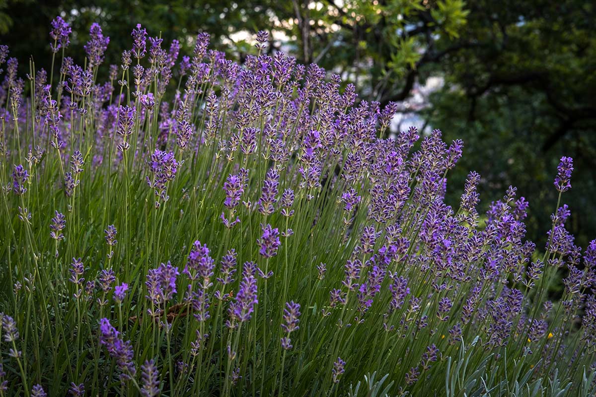 lavanda