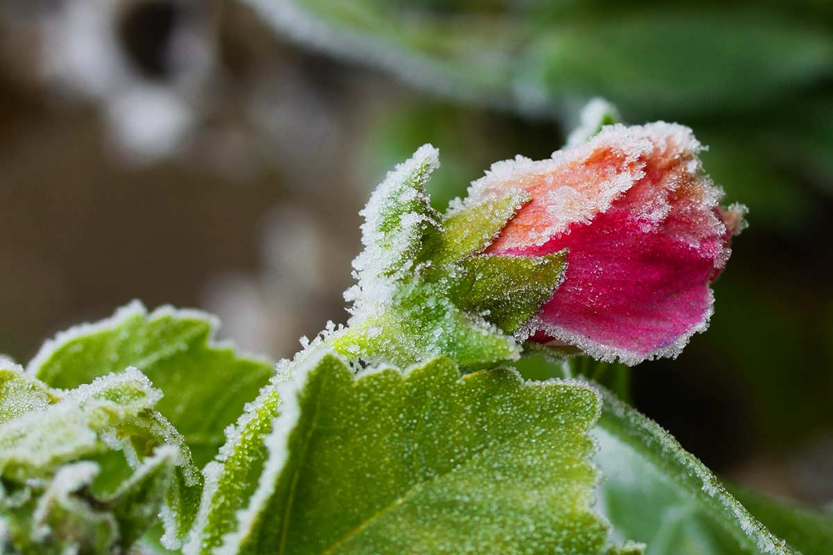 proteggere le rose dal freddo