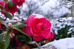 Come proteggere le vostre rose dal freddo: i consigli del giardiniere per mantenerle in condizioni ottimali rose ghiacciate dal freddo