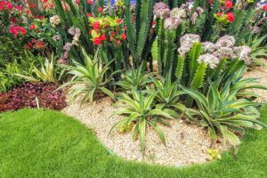 Succulente: quali sono le più resistenti ai cambiamenti climatici per un giardino sempre perfetto? aiuole resistenti con agavi