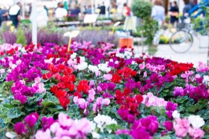 5 cose da controllare prima di acquistare i ciclamini nei supermercati ciclamini al supermercato