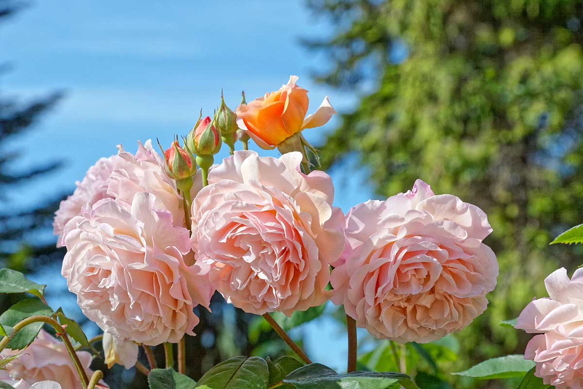 rose in giardino