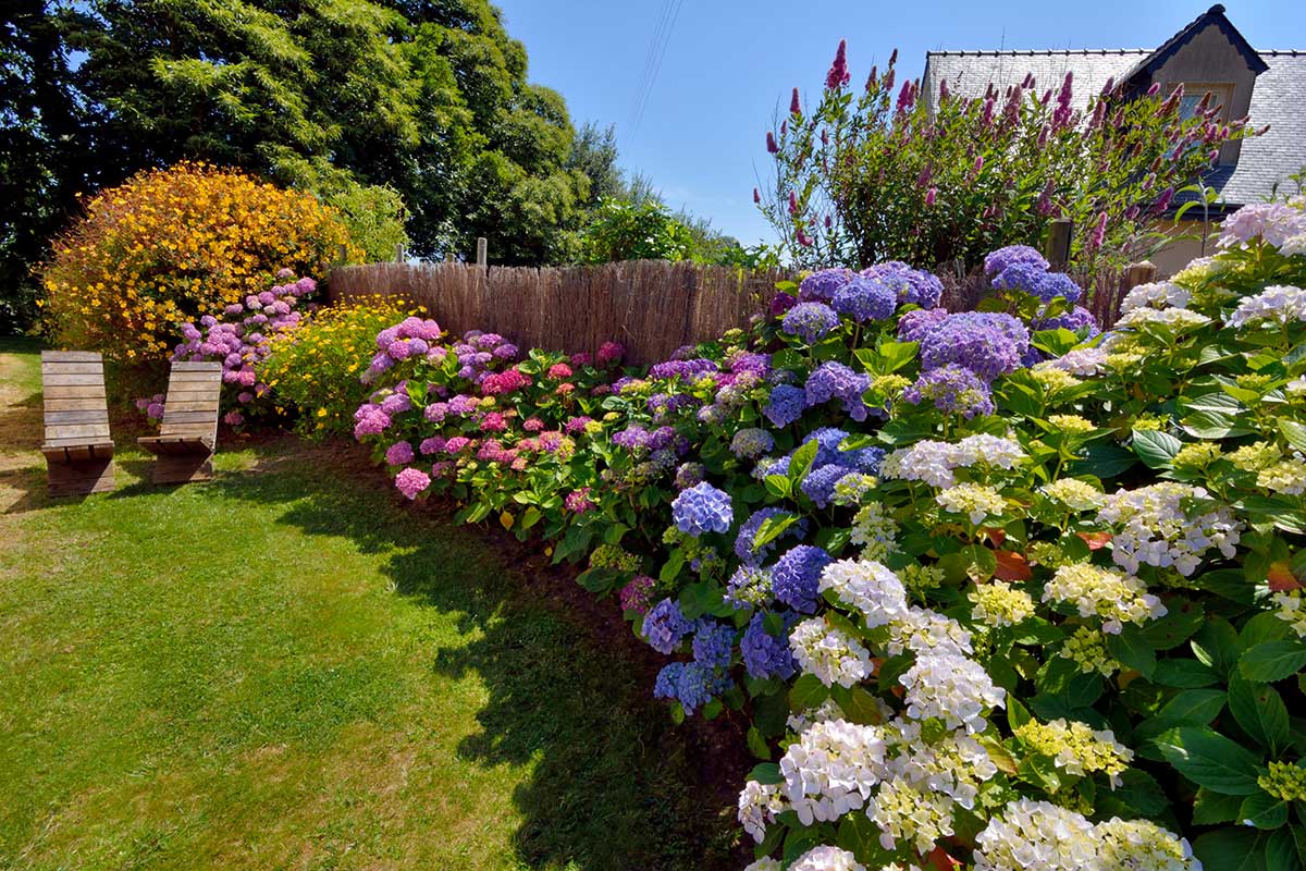 ortensie