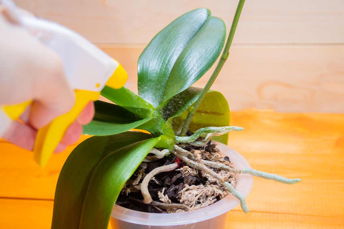 nutrire orchidea con mango