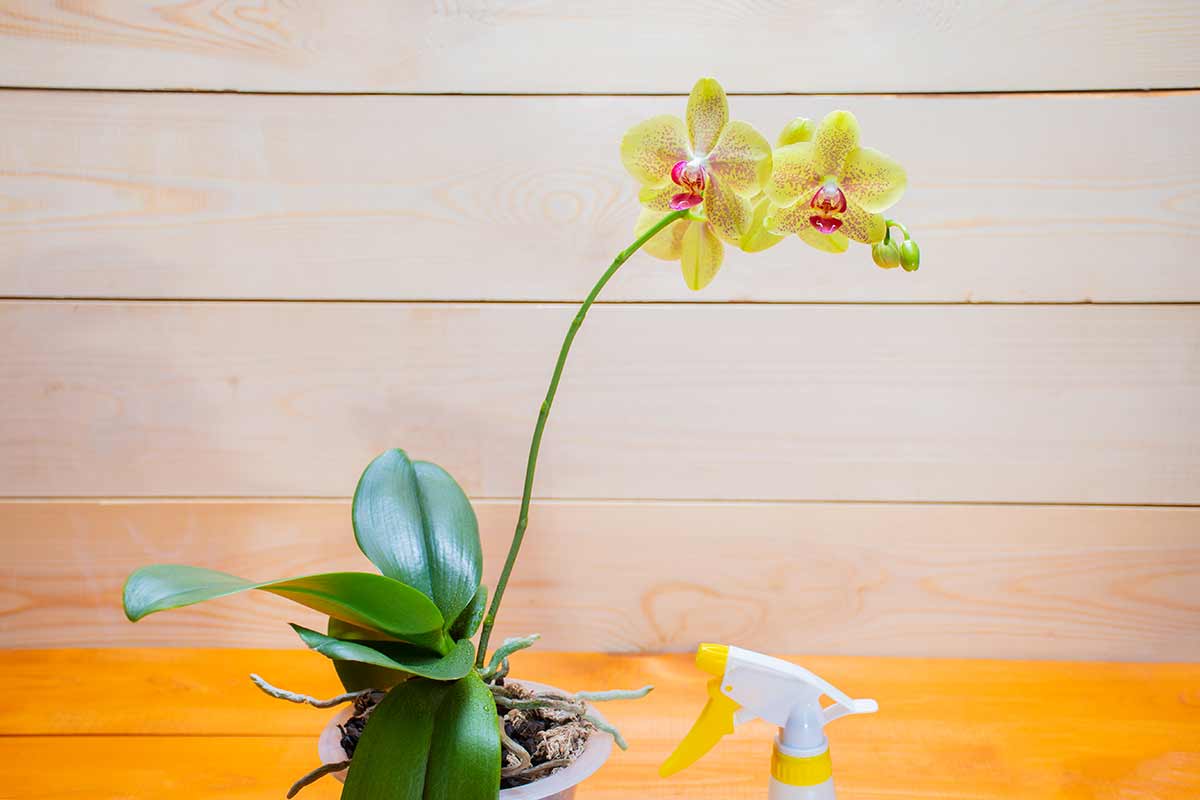 orchidea in vaso