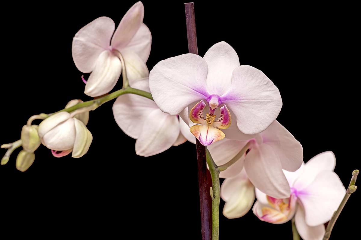 orchidea concime patata