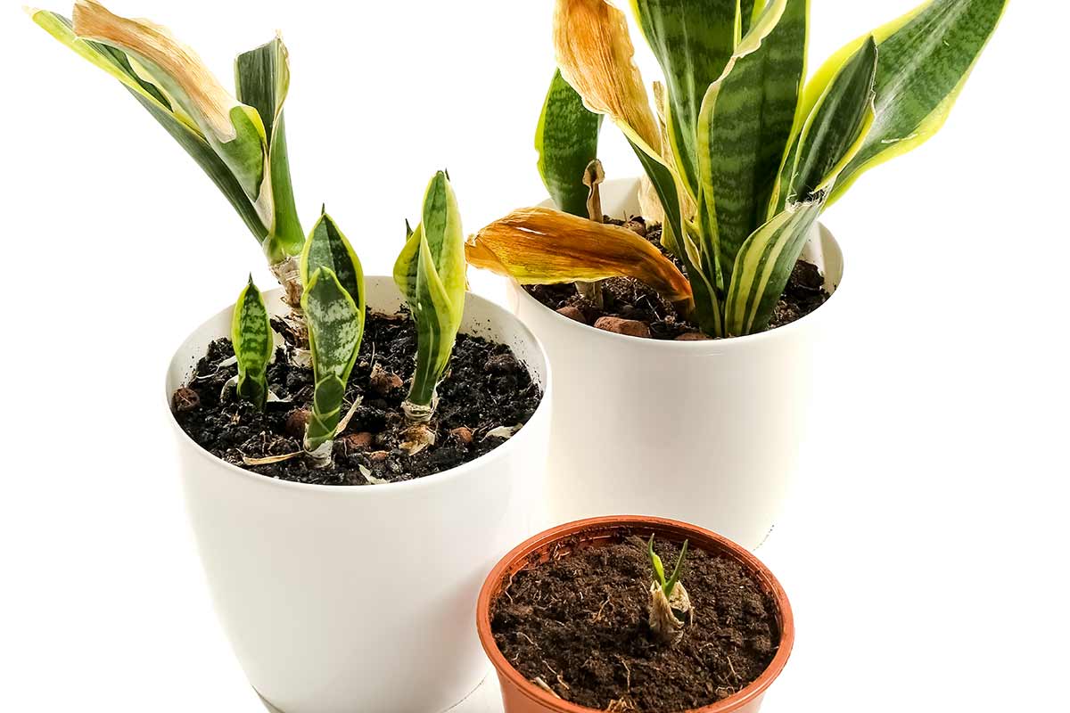 Sansevieria seccata