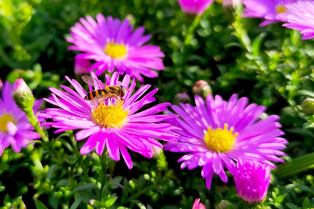 Aster dumosus ‘Granat’