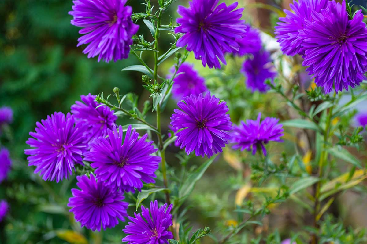 Aster dumosus ‘Azurit’