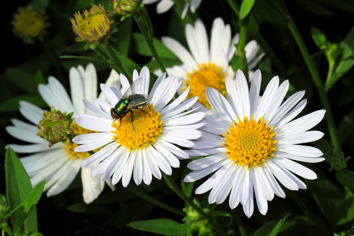 Aster dumosus ‘Girasol’