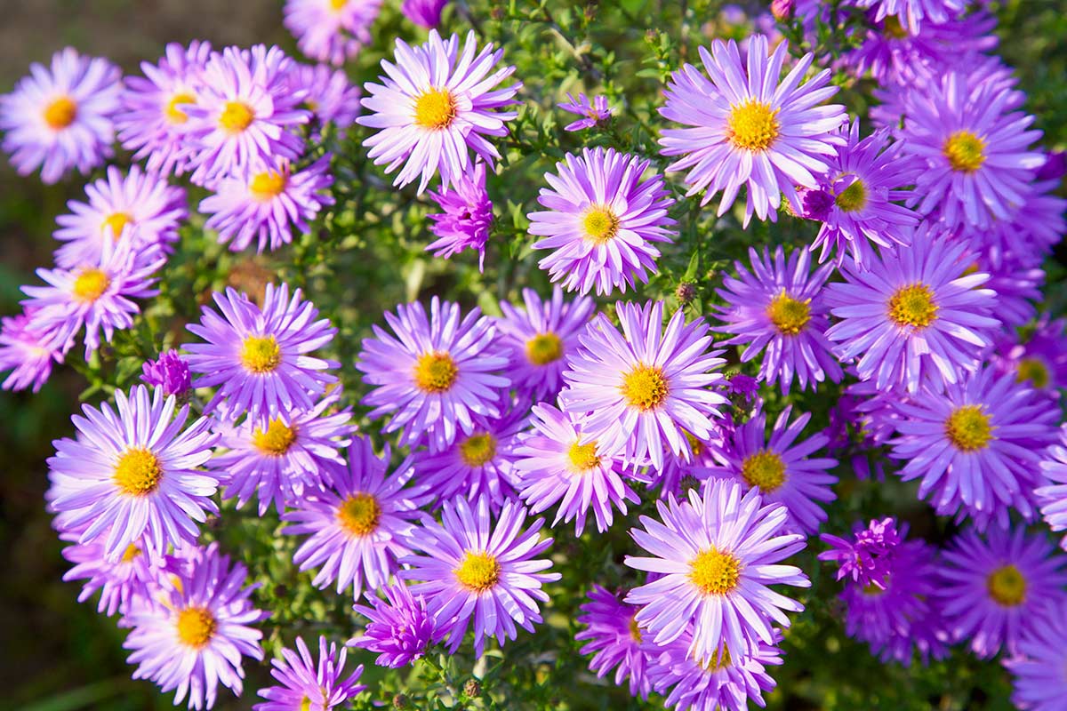 settembrini viola