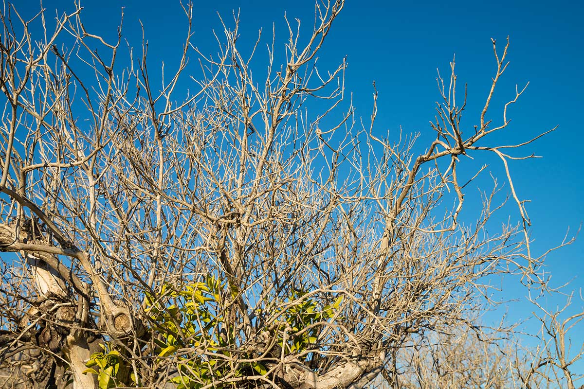 Salvare un albero di limone senza foglie.