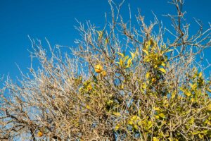 Salvare un albero di limone senza foglie: guida passo dopo passo per rivitalizzare la tua pianta Salvare un albero di limone senza foglie.