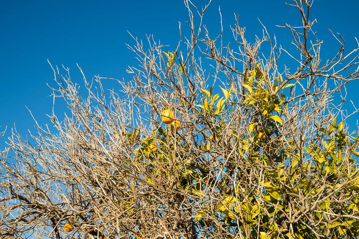 Salvare un albero di limone senza foglie: guida passo dopo passo per rivitalizzare la tua pianta 