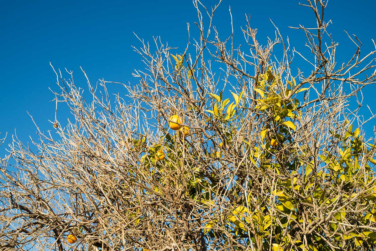 Salvare un albero di limone senza foglie: guida passo dopo passo per rivitalizzare la tua pianta  --- (Fonte immagine: https://www.ideadesigncasa.org/wp-content/uploads/2023/11/Salvare-un-albero-di-limone-senza-foglie.jpeg)