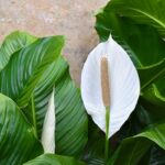 Spathiphyllum anti umidità