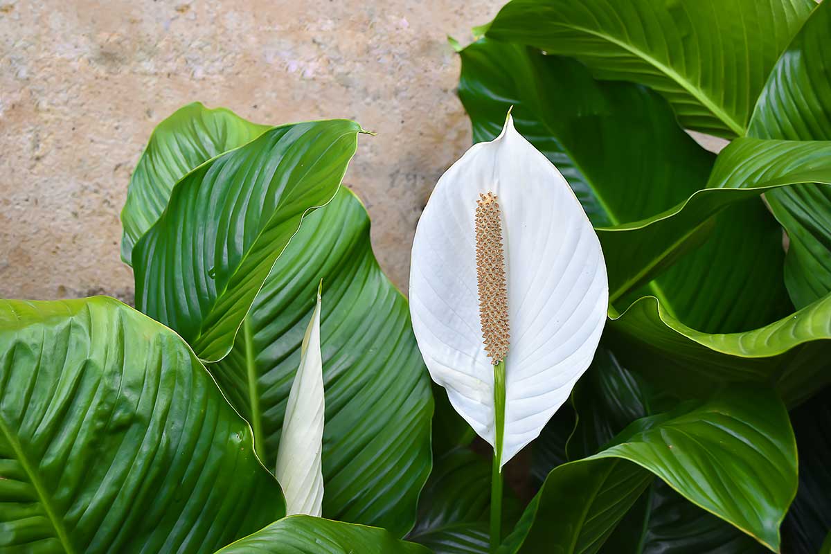 Spathiphyllum anti umidità