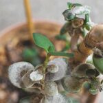 Proteggi il tuo albero di giada a novembre.