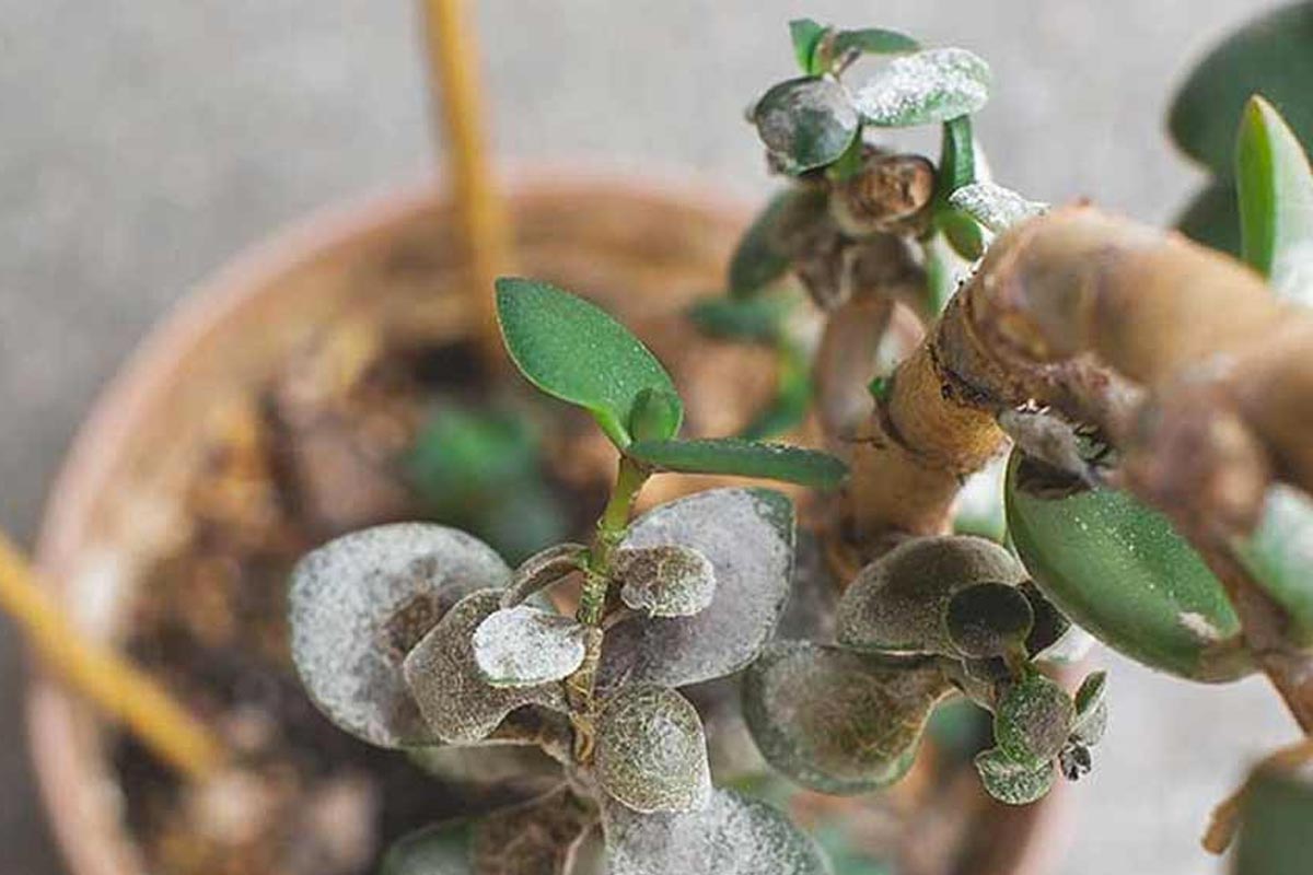 Proteggi il tuo albero di giada a novembre.