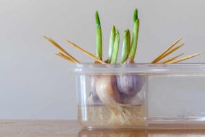 Come riprodurre l'aglio: il trucco magico del giardiniere per non acquistarlo mai più Come riprodurre l'aglio.