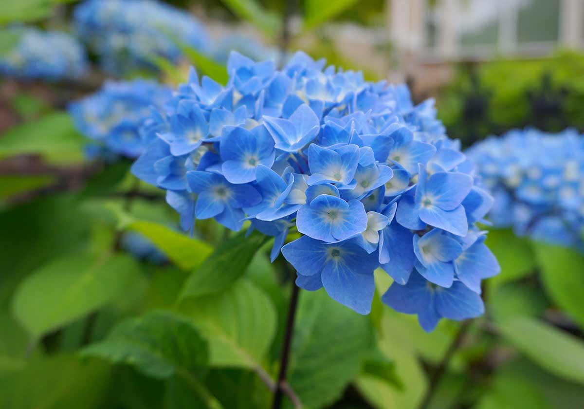 Hydrangea macrophylla ‘Enziandom’