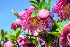 I fiori di novembre: le star del mese che illumineranno il vostro giardino fiori di novembre