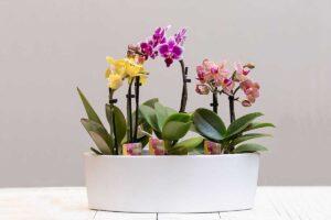 Orchidea cymbidium