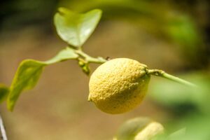 Pianta di limone perde le foglie in inverno: cosa fare e come garantire un'abbondante fruttificazione? Pianta di limone perde le foglie in inverno.