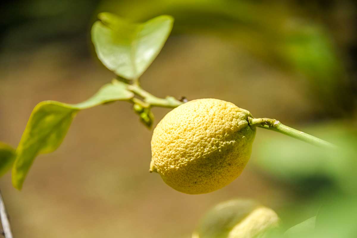 Pianta di limone perde le foglie in inverno.