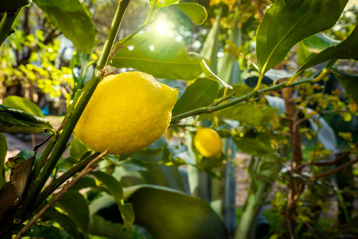 Pianta di limone.