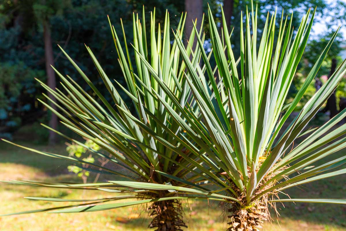 Yucca