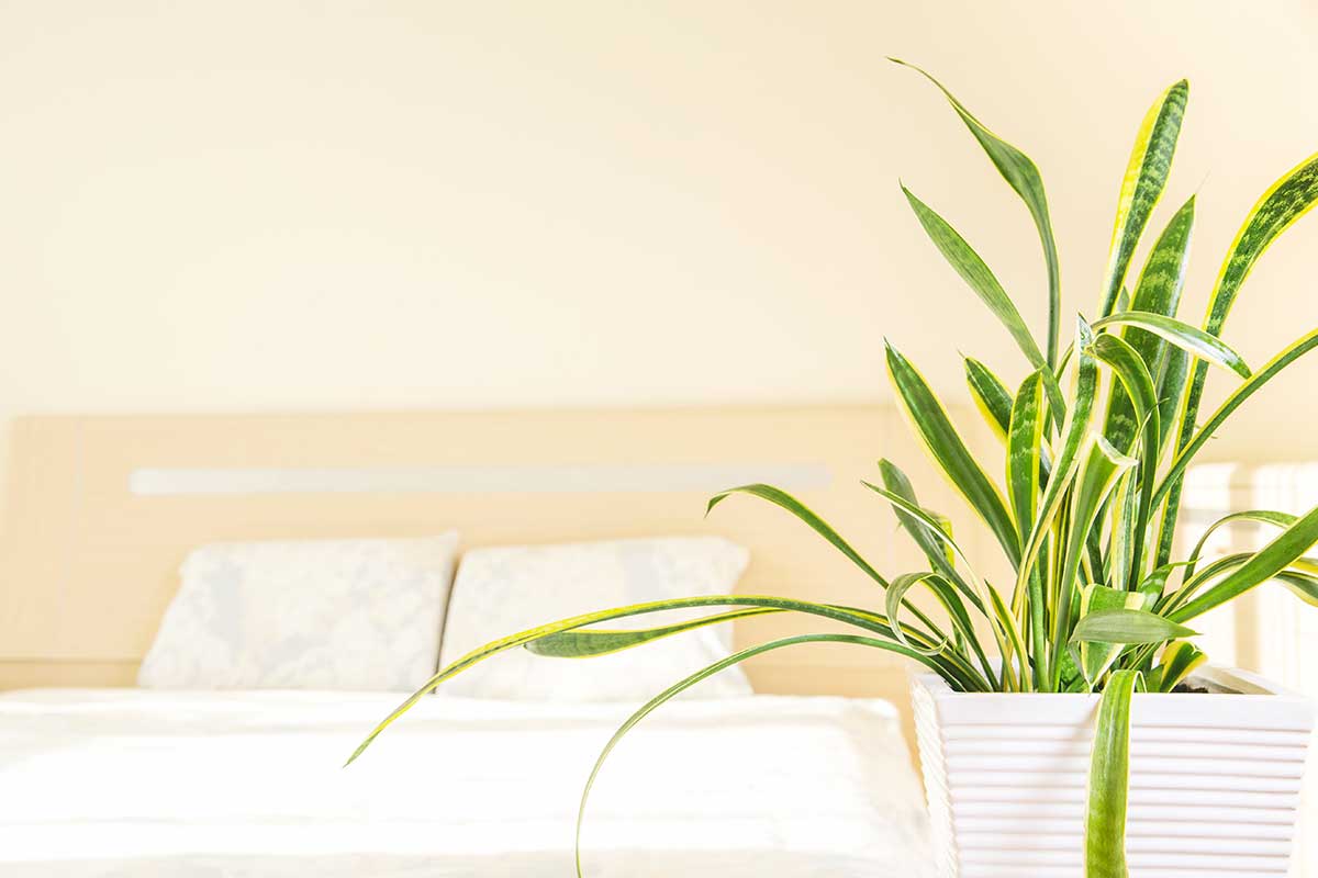 Le piante migliori da avere in camera per un sonno riparatore: scopri i loro segreti  --- (Fonte immagine: https://www.ideadesigncasa.org/wp-content/uploads/2023/11/piante-per-dormire-meglio-3.jpg)