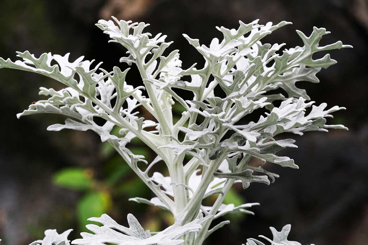 Senecio cineraria, pianta resistente al freddo