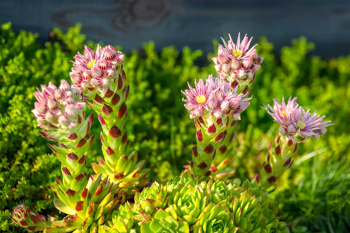 Piante grasse resistenti al freddo: i segreti per un giardino incantevole anche d