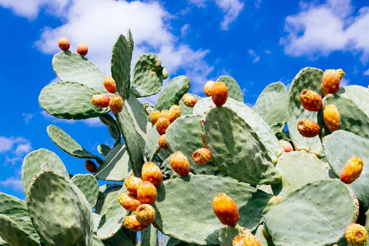 Opuntia