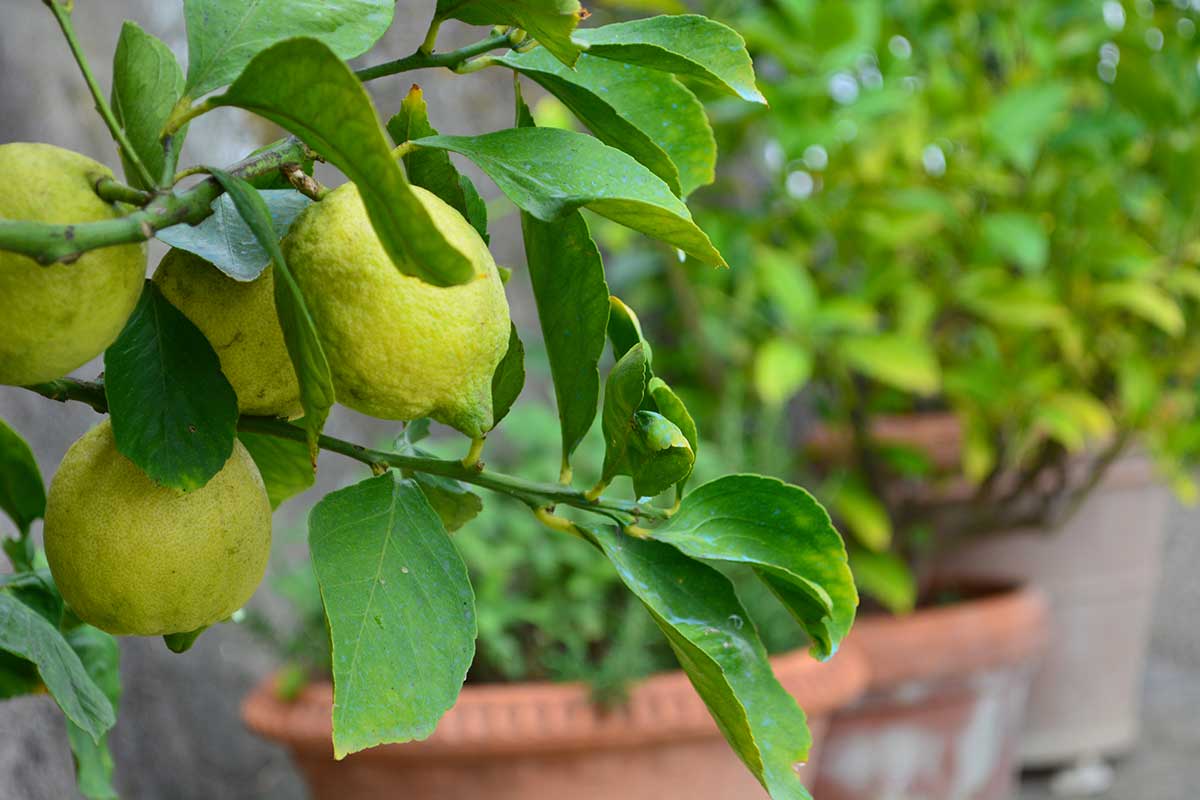 Pianta di limone in vaso, potatura in inverno.