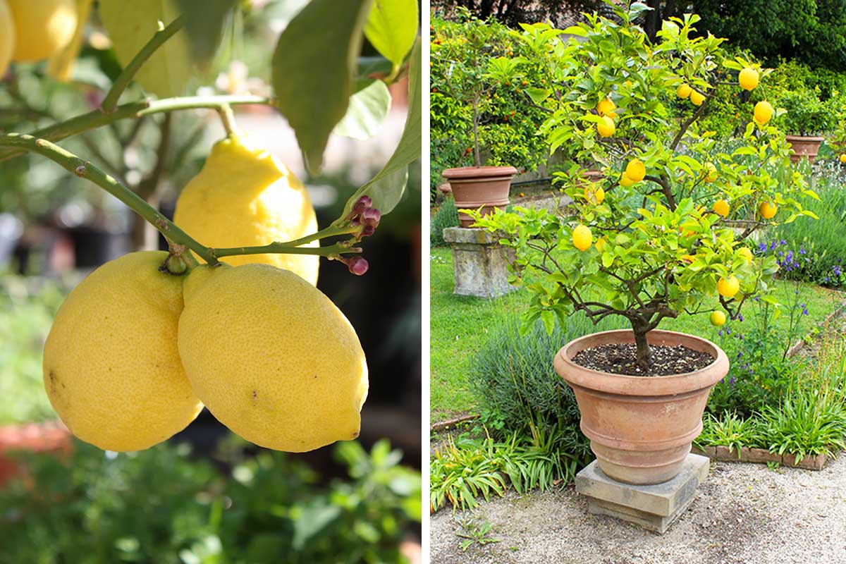 potare un limone in vaso in inverno