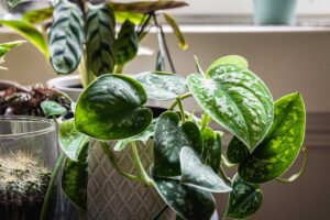 Coltiva un Pothos splendente: il concime naturale che rivoluziona la tua pianta Pothos concime con banane