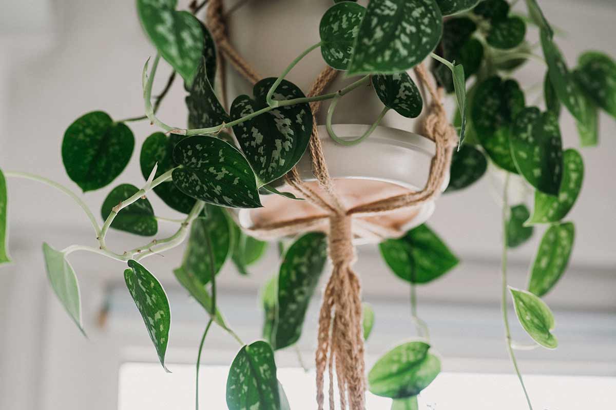 Pothos inverno