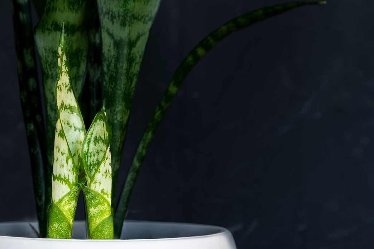 Sansevieria rinvasata.