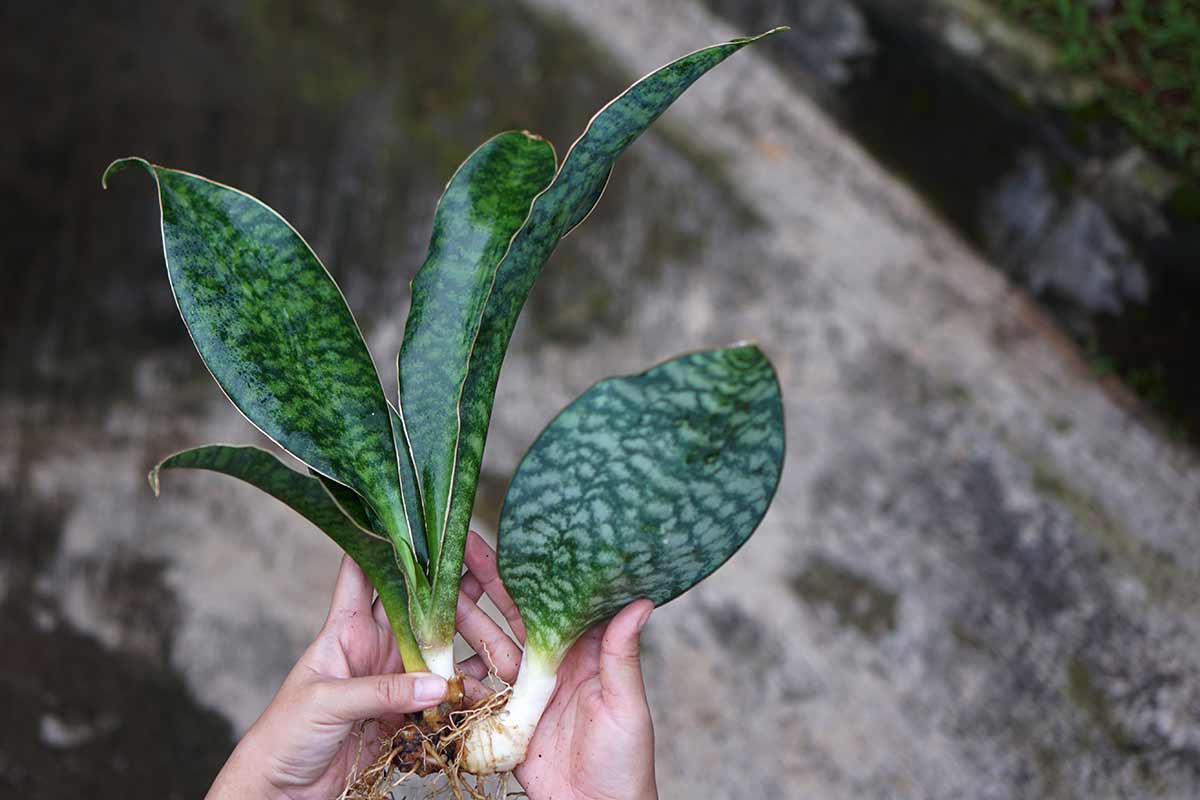 Sansevieria divisione germogli.