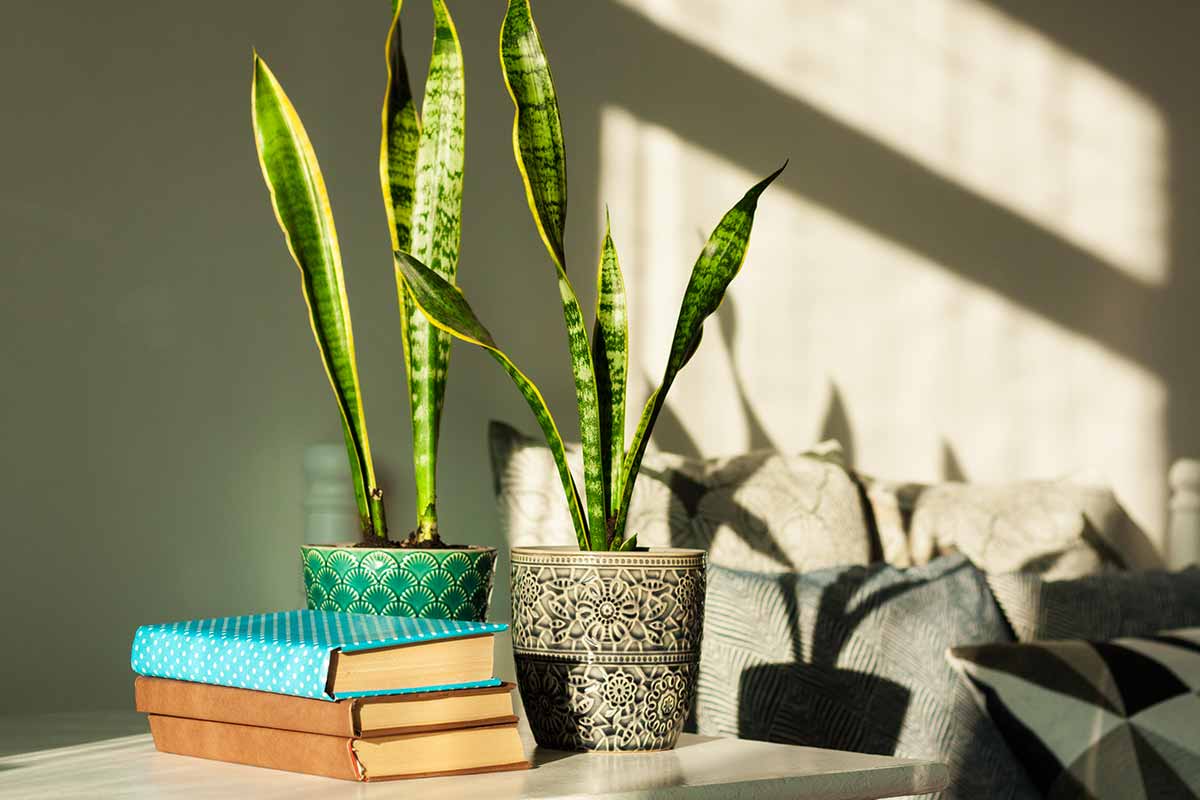 sansevieria in vaso