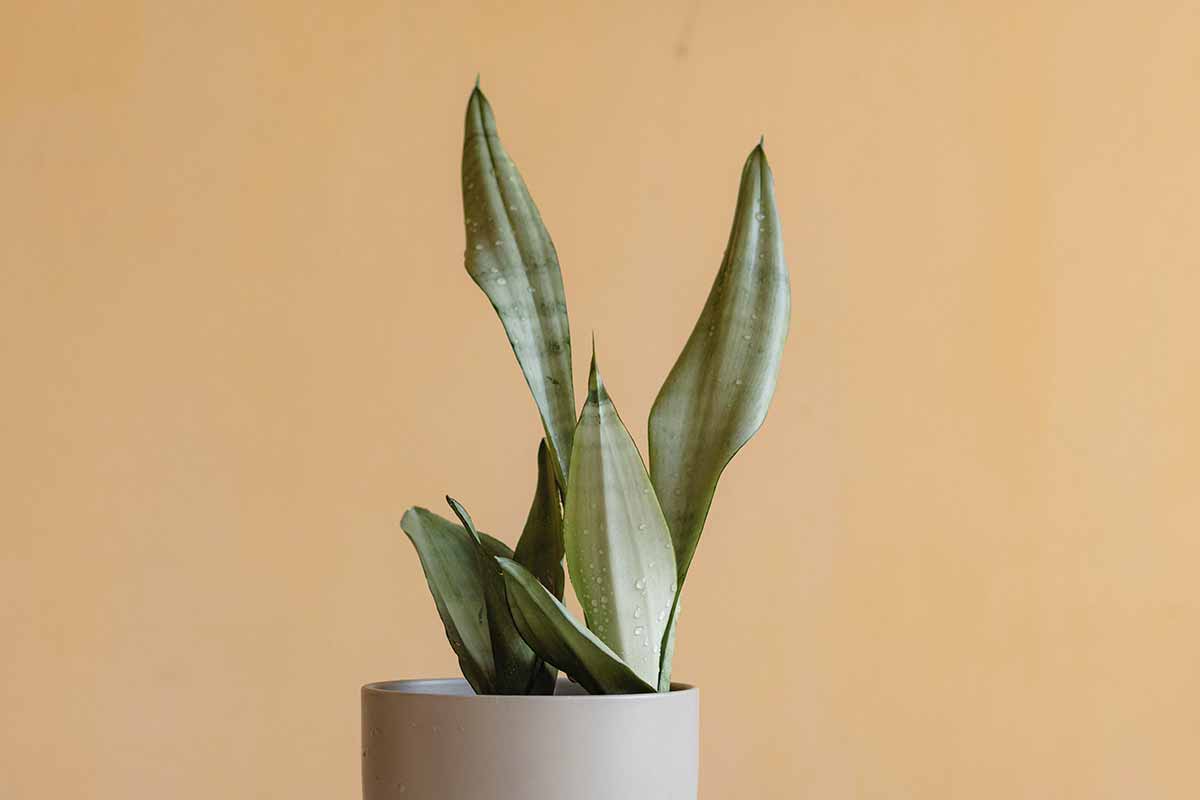 sansevieria non cresce