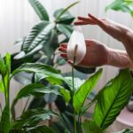 Spatifillo concime naturale