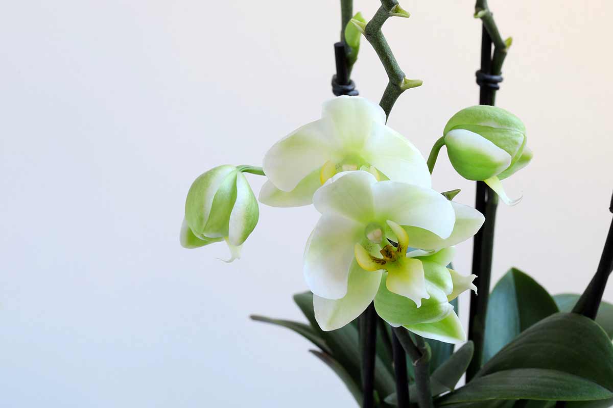 come stimolare la fioritura della tua orchidea a novembre