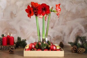 Amaryllis, la stella di natale alternativa.