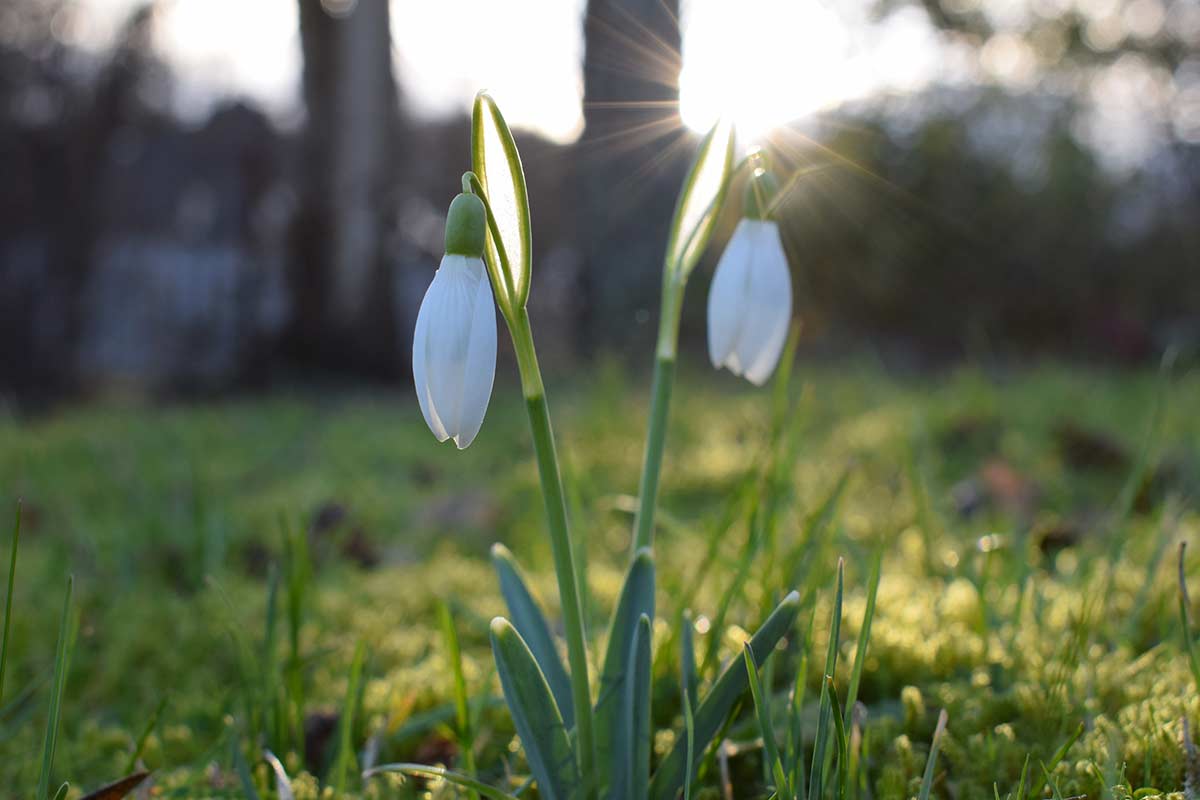 Galanthus