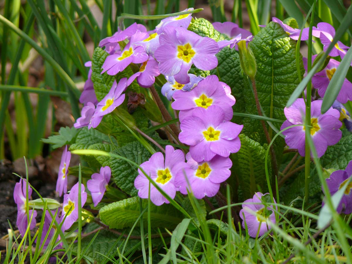 Primula